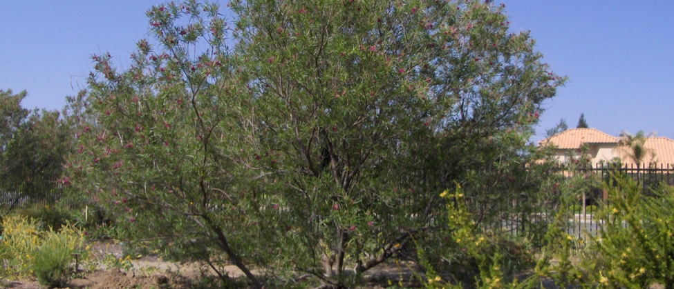 Chilopsis linearis ‘Burgundy’ Desert Willow Shrub