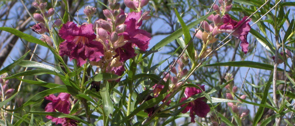 A flowering Chilopsis linearis ‘Burgundy’ Desert Willow