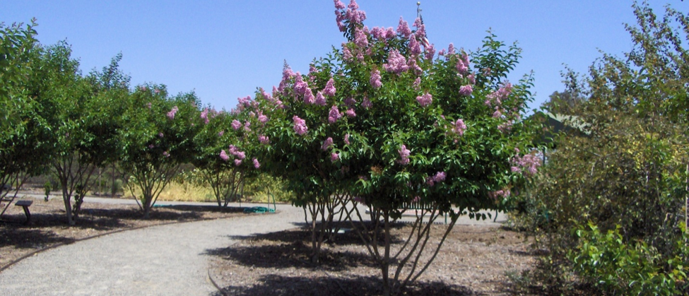 A walkway lined with Crape Myrtle shrubs.