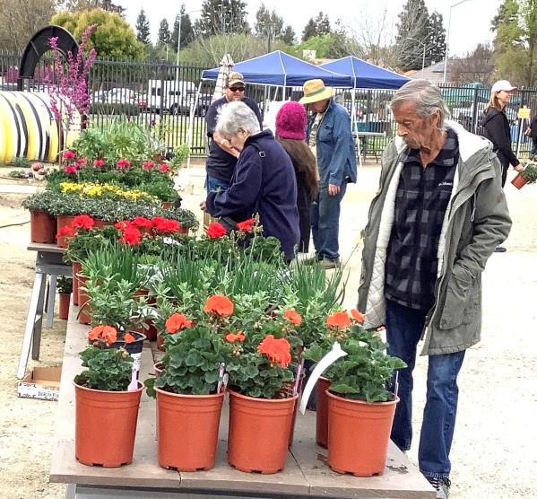 People looking at Plants in pots, ready for sale.
