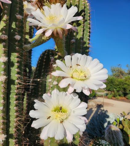 A flowering cactus (close up)