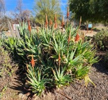 A group of aloes bunched together with orange flowers.
