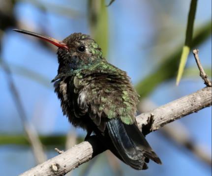 A broad billed humming bird sitting on a branch.