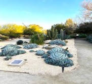 A cactus garden with gravel and pathways.