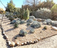 A group of cactus' and succulents in a gravel garden surrounded by two pathways.