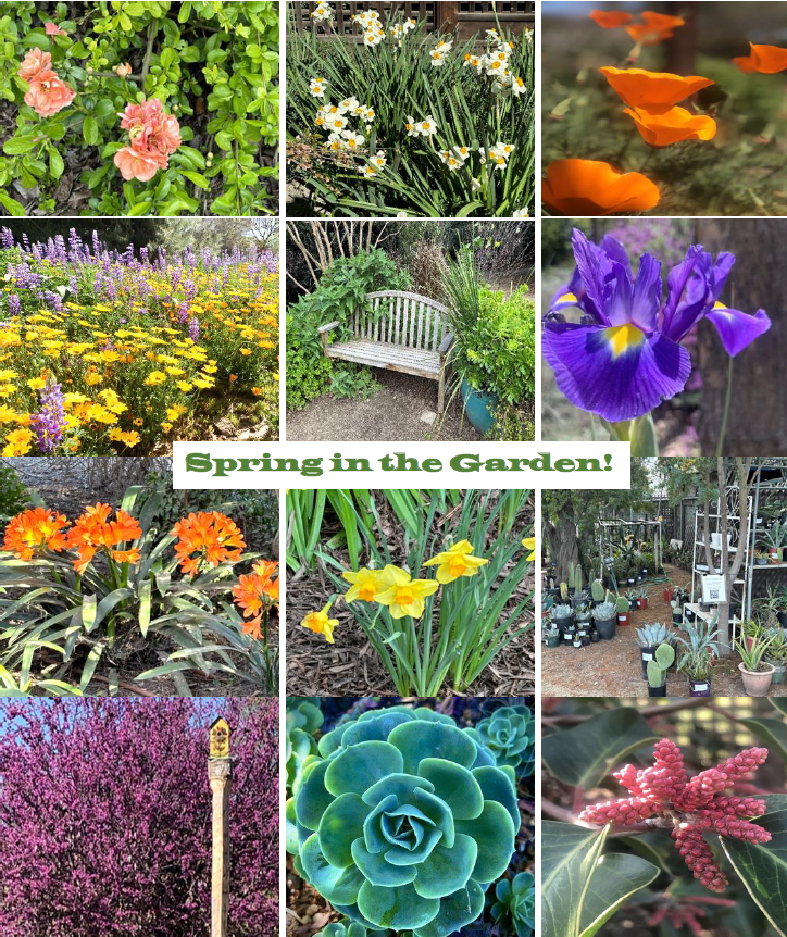Text saying "Spring in the Garden" with photos of colorful flowers
